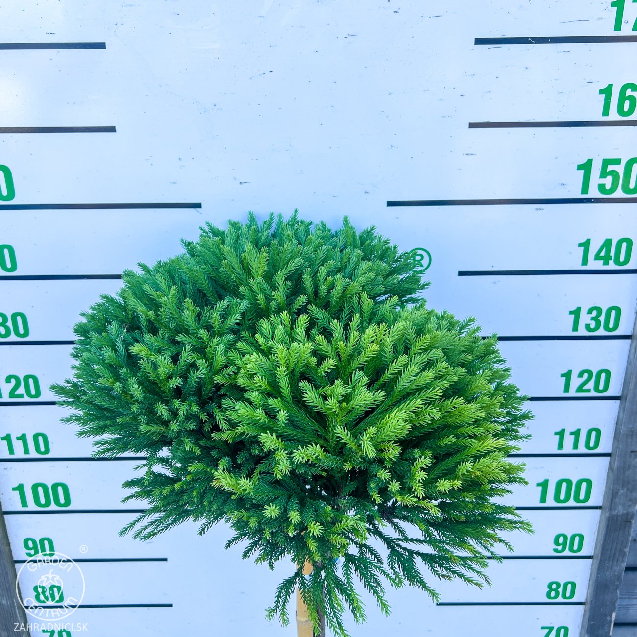 Obrázok Kryptoméria japonská (Cryptomeria japonica) 'GLOBOSA NANA' - výška 90-100 cm, obvod kmeňa 2/4 cm kont. C15L - NA KMIENKU